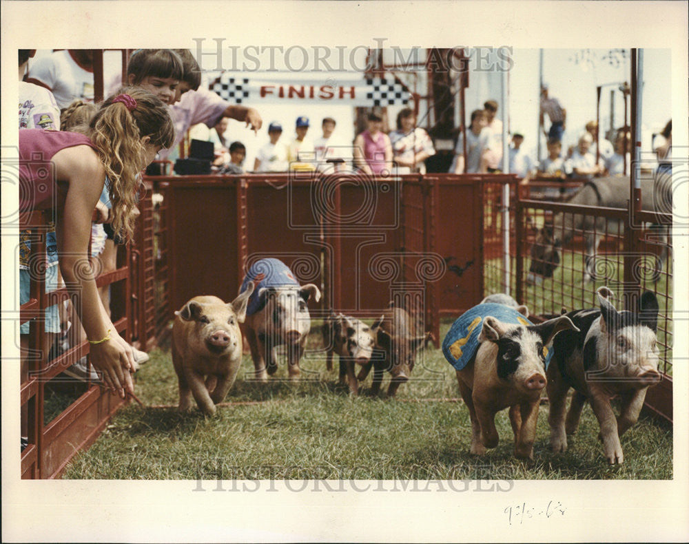 1990 Press Photo Lake County Fair Pigs Cookie Silver Platter Livestock Horse - Historic Images