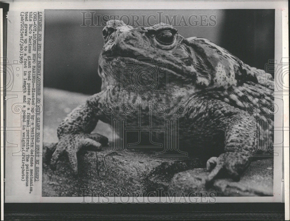 1969 Press Photo Bloat Built Defense Mechanism Bufo Marinus Gaint Toad Pose - Historic Images