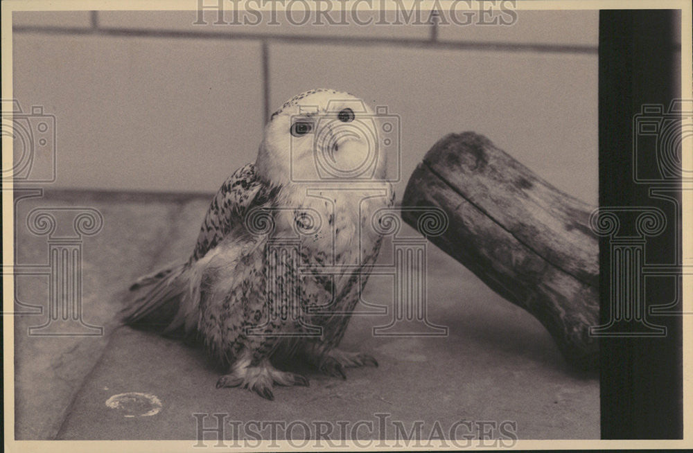 1994 Press Photo Snowy Owl Amputated Wing After Injury Lincoln Park Zoo - Historic Images