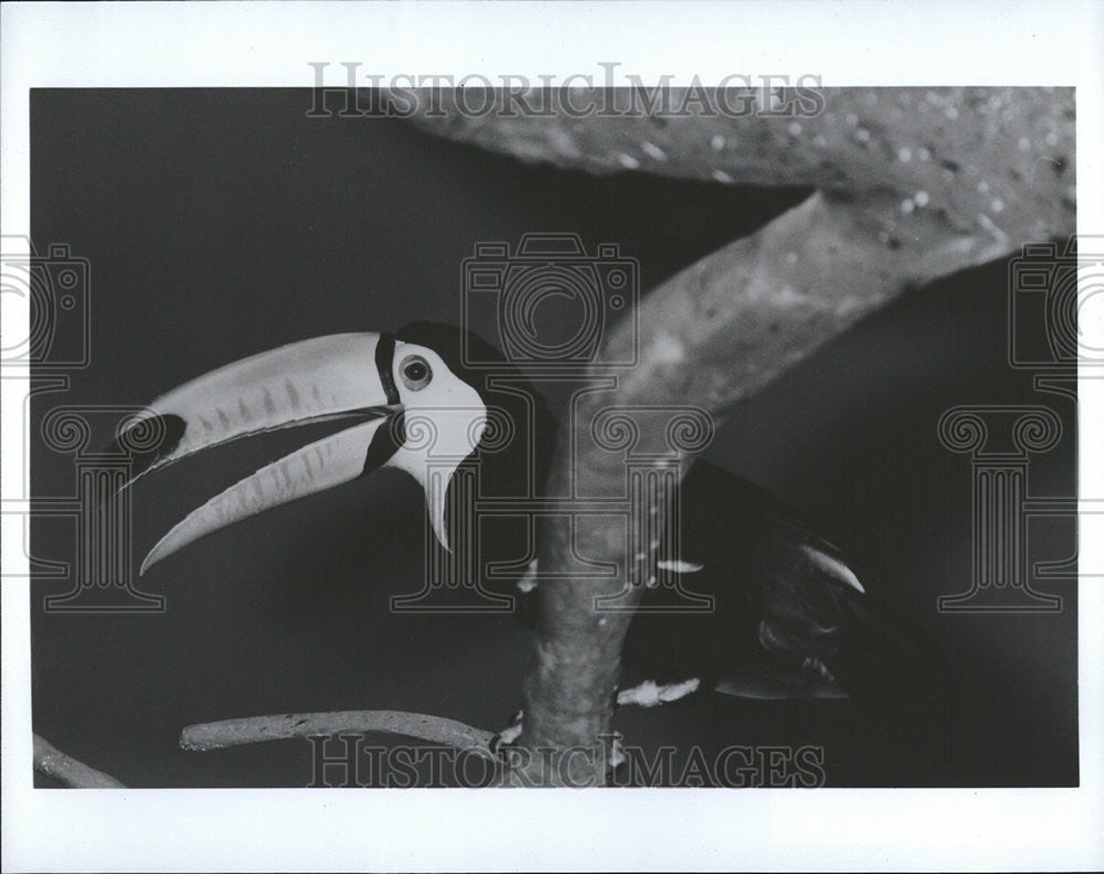 1986 Press Photo Toco toucan Tropic World Chicago Brookfield zoo colorful bill - Historic Images