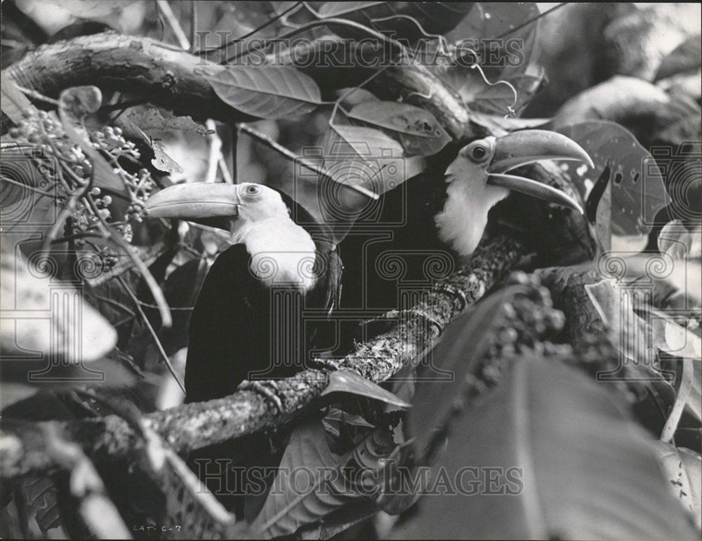 1960 Press Photo Scene from Walt Disney&#39;s &quot;Jungle Cat.&quot; - Historic Images