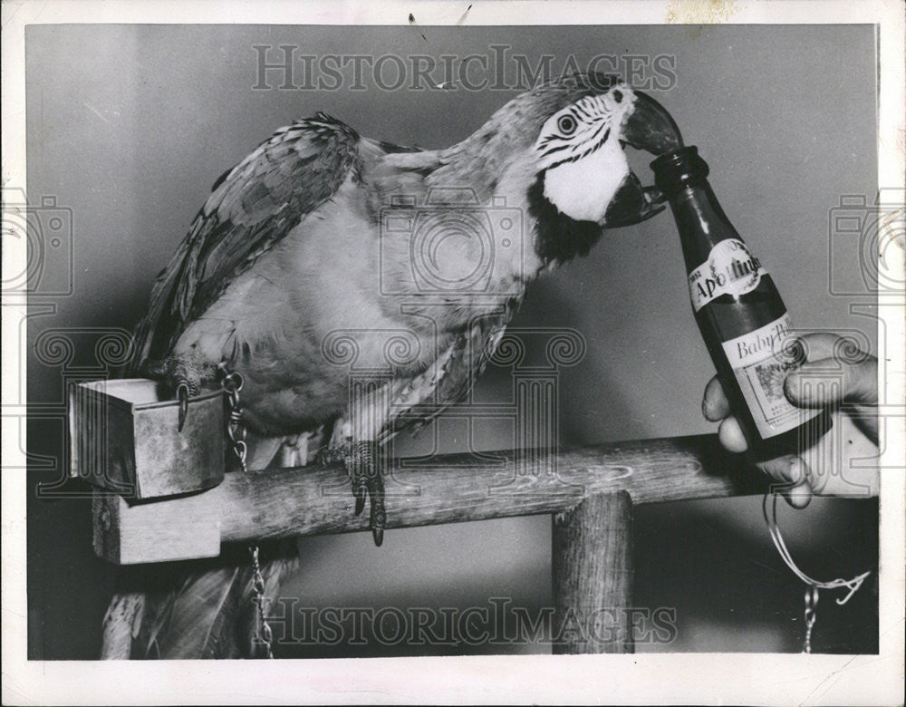 1952 Press Photo Brazilian Blue parrot Scottish Accent London company product - Historic Images