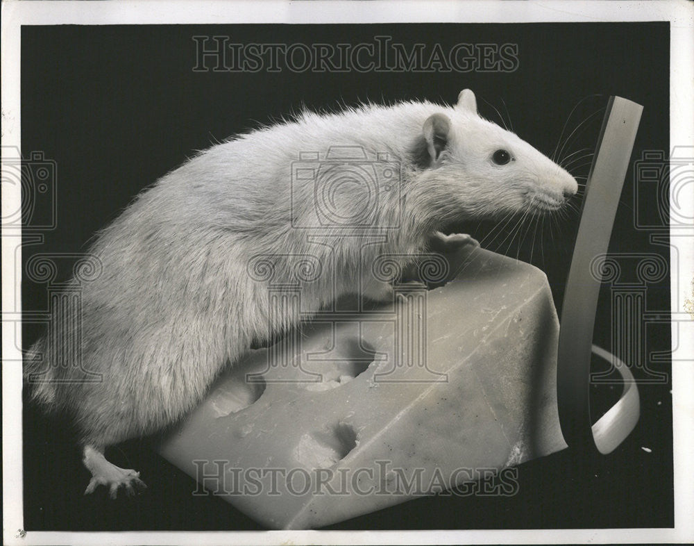 1945 Press Photo Minneapolis manufacturers Plastic Wire Choicest Rats Spells - Historic Images