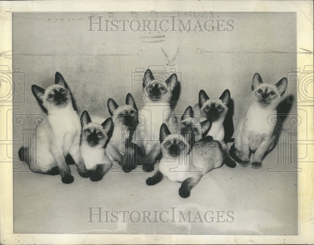 1945 Press Photo Eight Siamese Kitten Large Litter Breed Bron Two Month  Ago - Historic Images