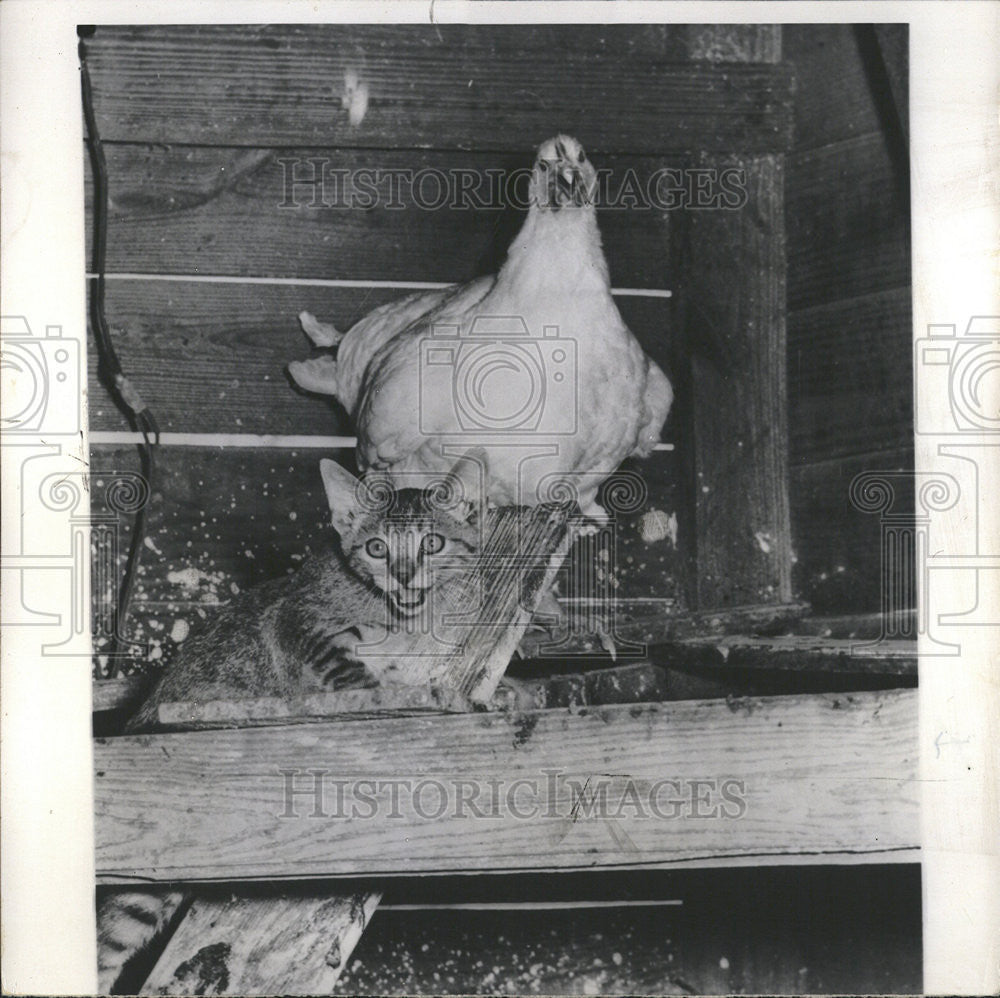 1956 Press Photo Cat Chicken Utsler Home Rylie Dallas Texas - Historic Images