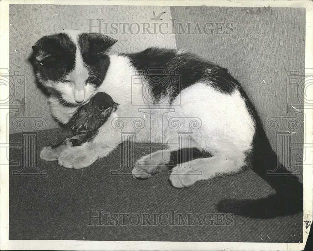 1949 Press Photo John Holms Cat Mike Robin Inseperable Friends. - Historic Images