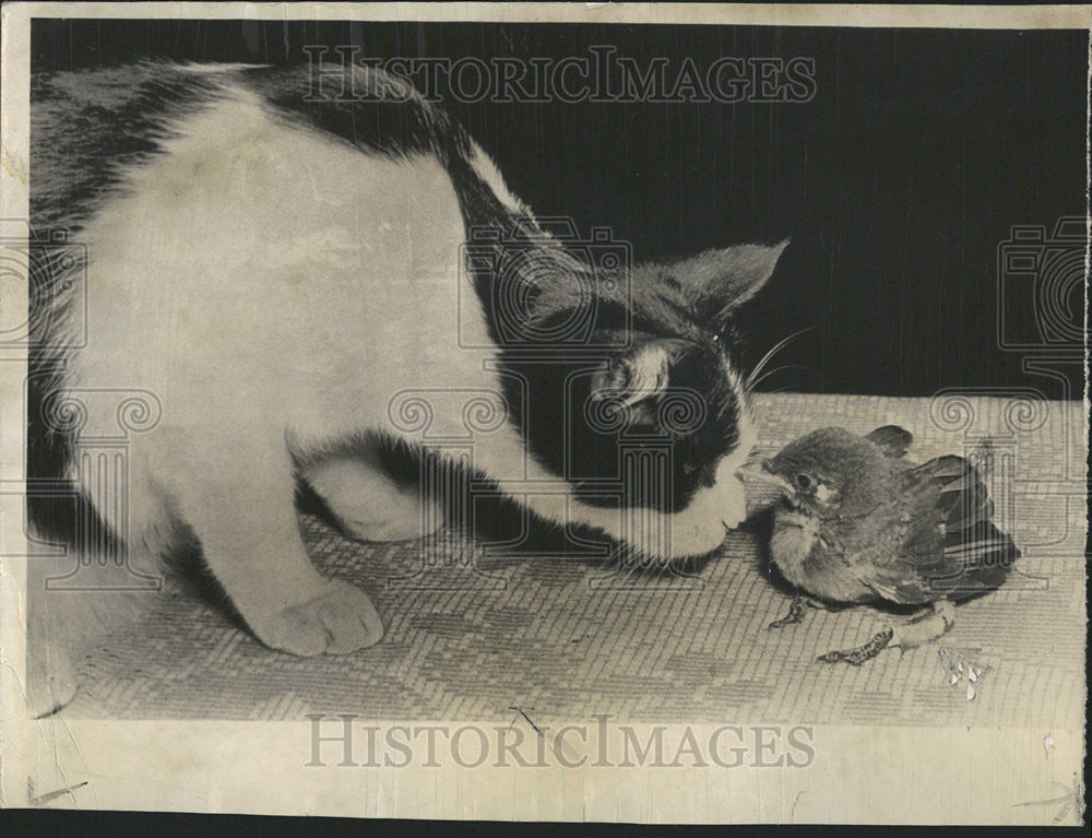 1949 Press Photo Frank Rowser Pasadena Cat  Injured Bird Baby blue jay Barbara - Historic Images