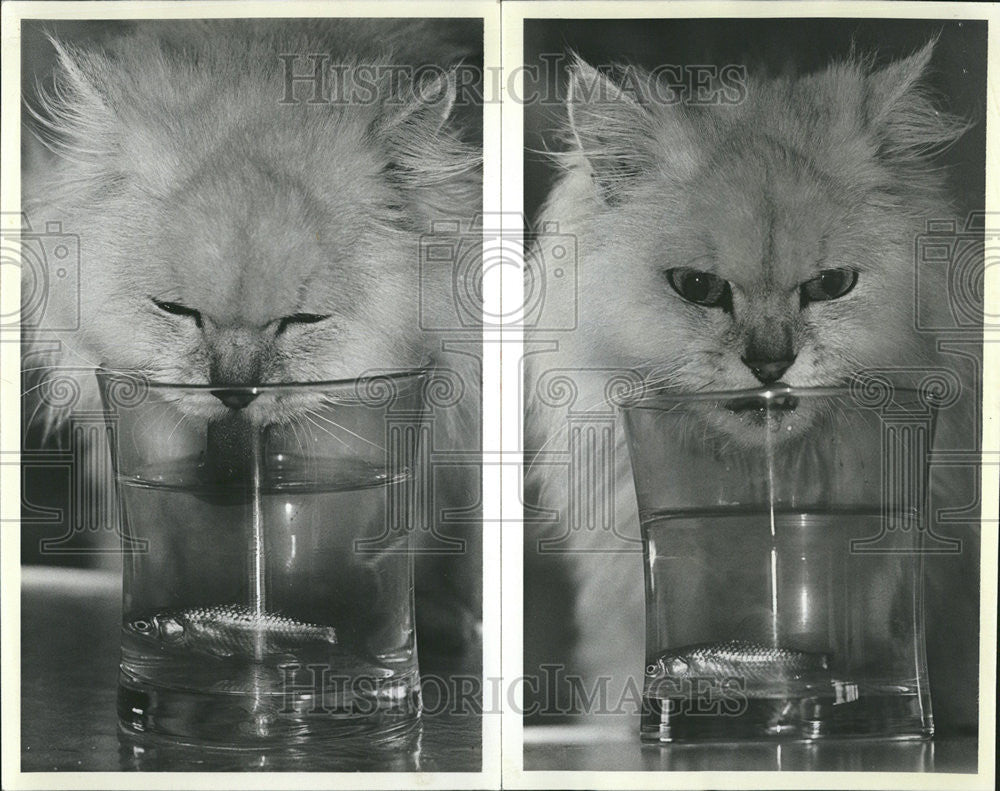 1979 Press Photo Cat Tries To Get Goldfish Out Of Water - Historic Images