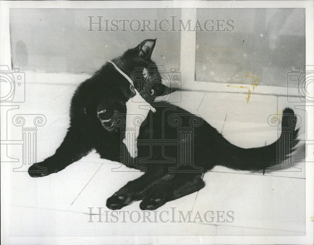 1955 Press Photo Fun Blackie Month Kitten Gently Flips White Mouse Tail Enmity - Historic Images