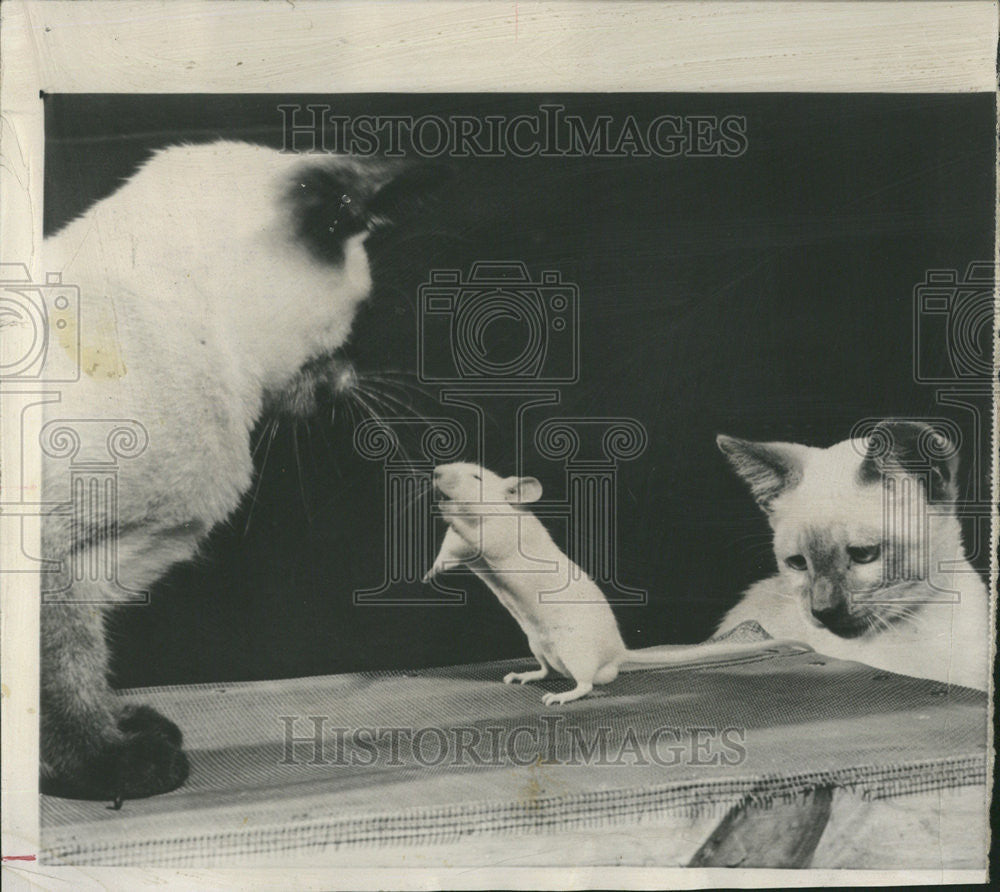 1957 Press Photo Freddy White mouse pet Joe Reynolds George Dallas Chum Mangolia - Historic Images