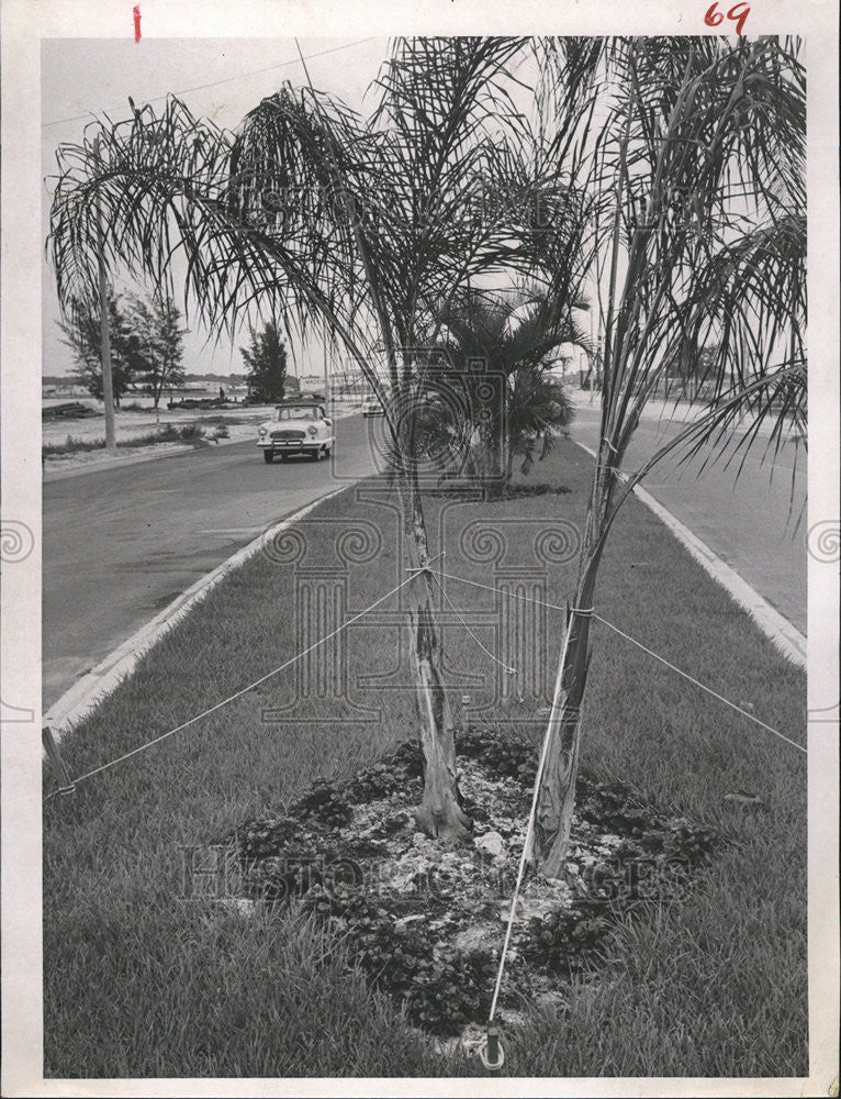 1962 Press Photo Pinellas County Deeds Bridge St Petersburg Times - Historic Images