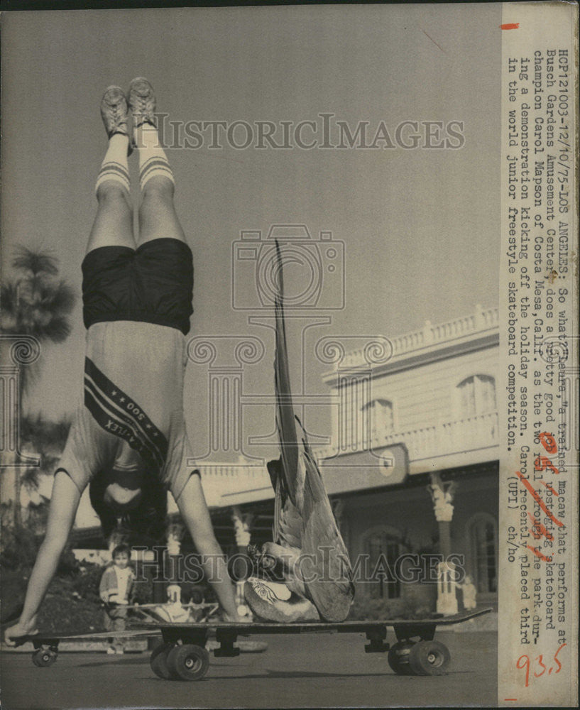 1975 Press Photo Laura Train Macaw Perform Busch Garden Amusement Center Kick - Historic Images