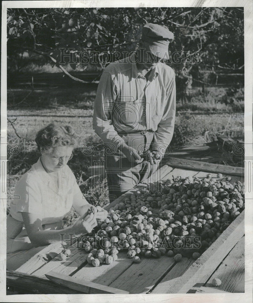 1954 Press Photo Eyer and Elnora removing husks from walnuts. - Historic Images