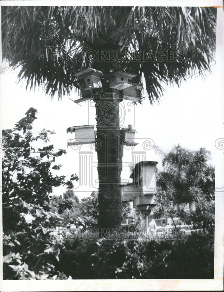 1970 Press Photo Houses on Tree - Historic Images