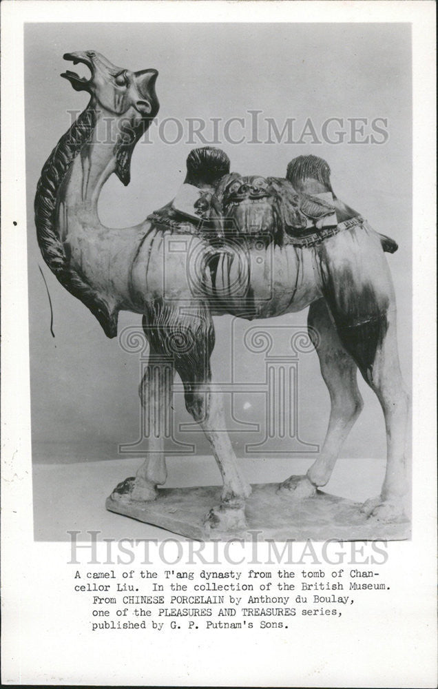 1964 Press Photo A Camel of T&#39;ang Dynasty in British Museum. - Historic Images