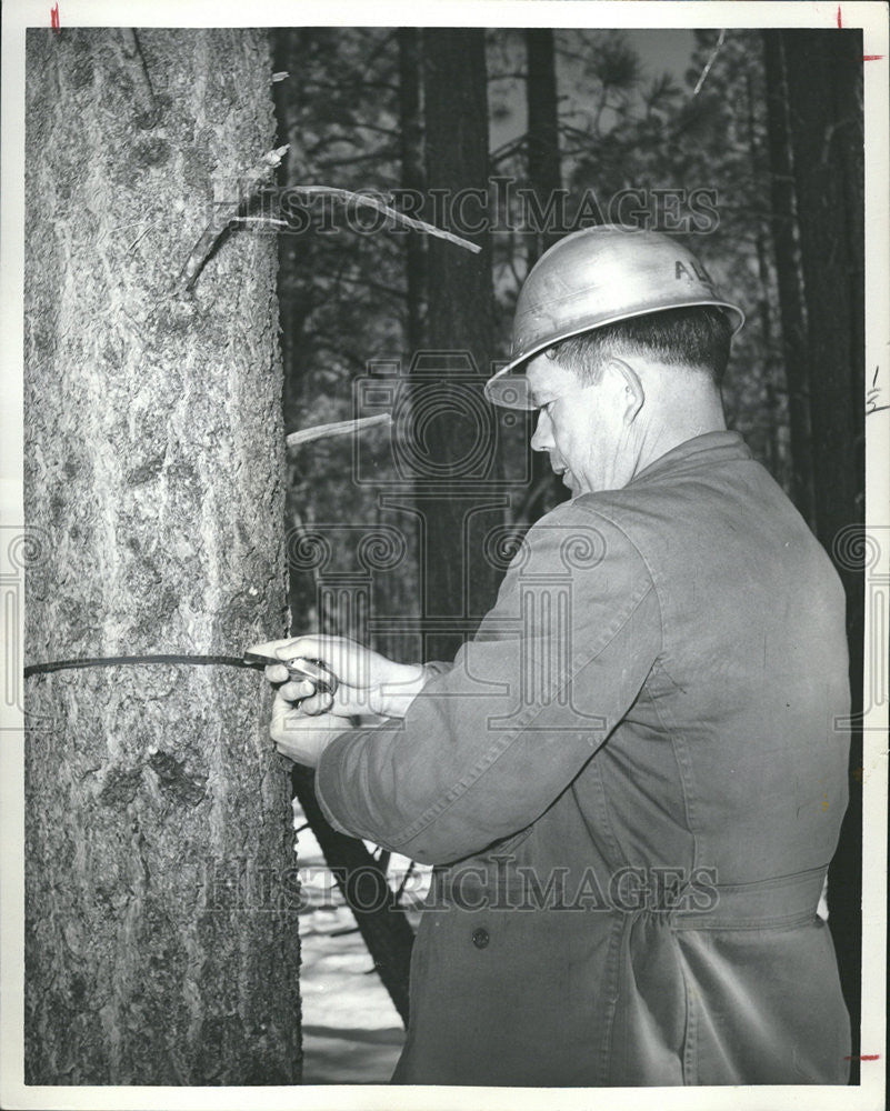 1982 Press Photo US Forest Service Trees - Historic Images