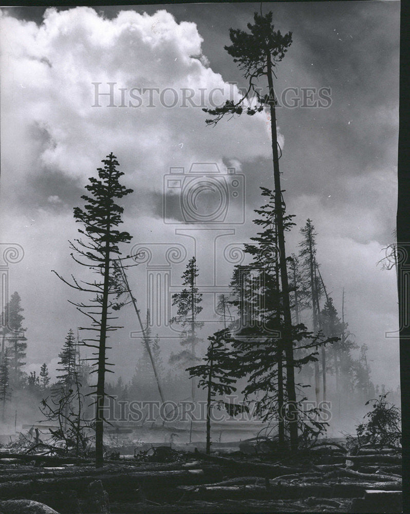 1960 Press Photo Trees Fire Ravaged Area - Historic Images