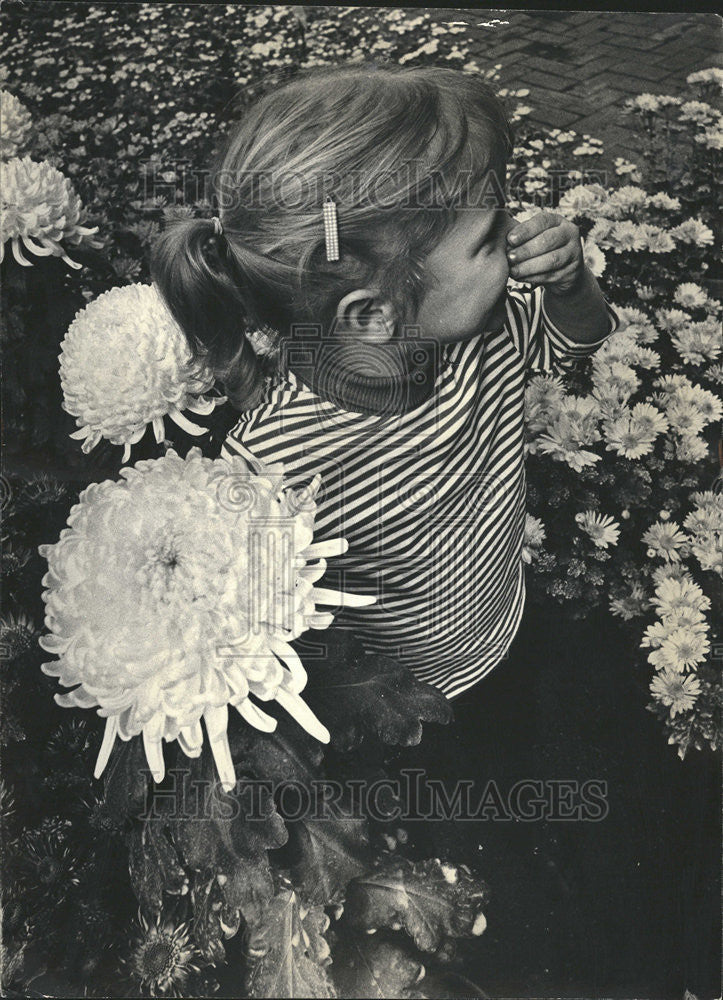 1965 Press Photo Chrysanthemums Flowers Yellow Red Pink orange Garfield Park - Historic Images