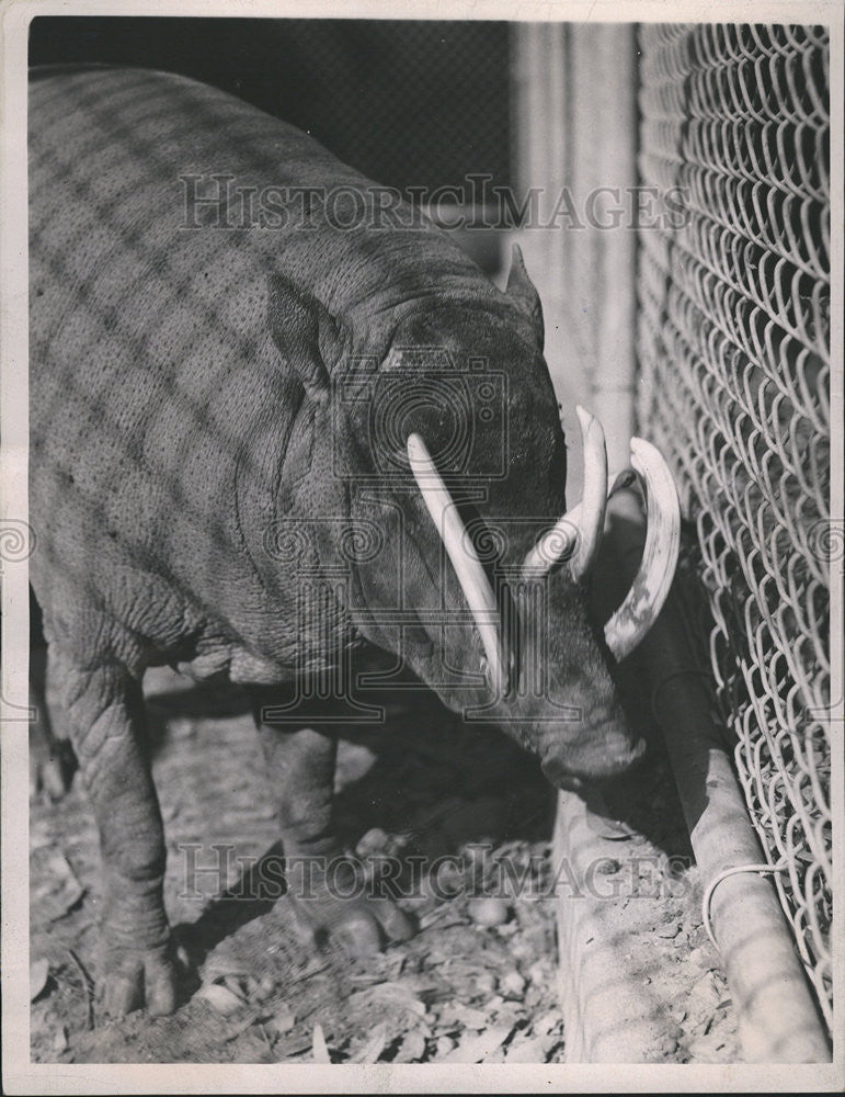 1937 Press Photo Babirusa Two Year Old Animal Sumatra Wild Life Area Zoo - Historic Images