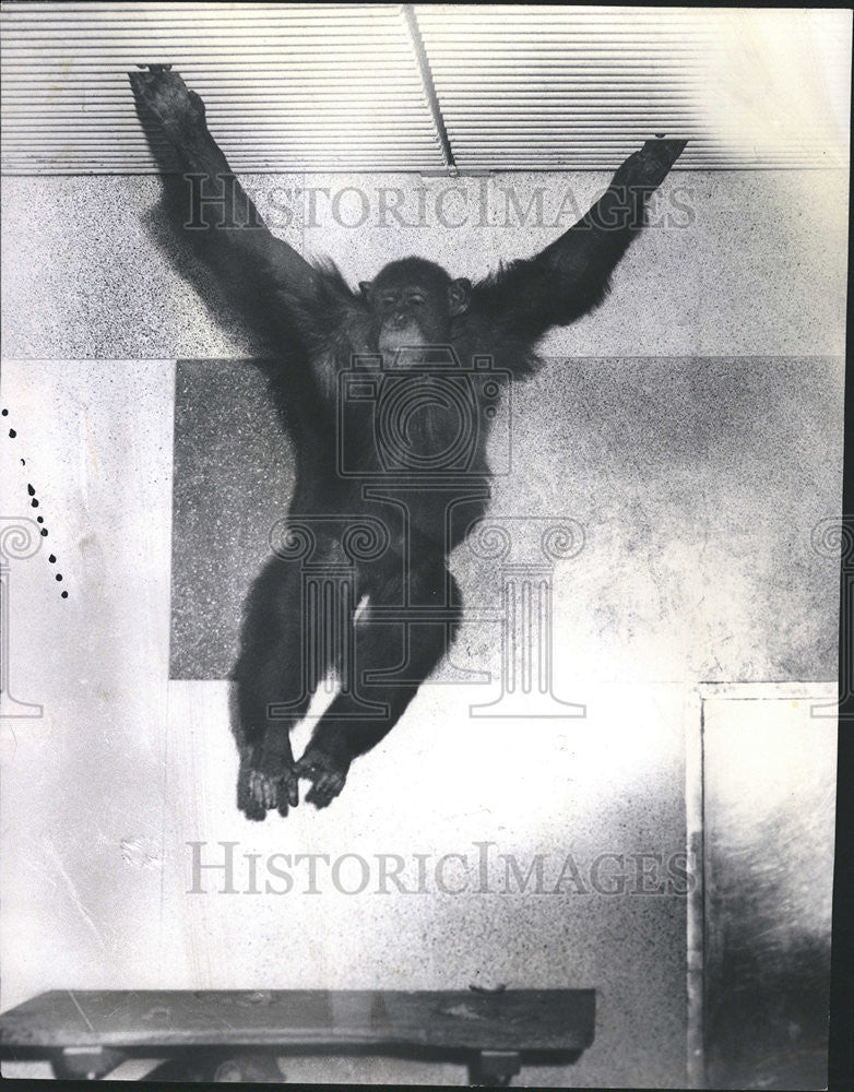 1961 Press Photo Duke male chimpanzee Brookfield Zoo - Historic Images