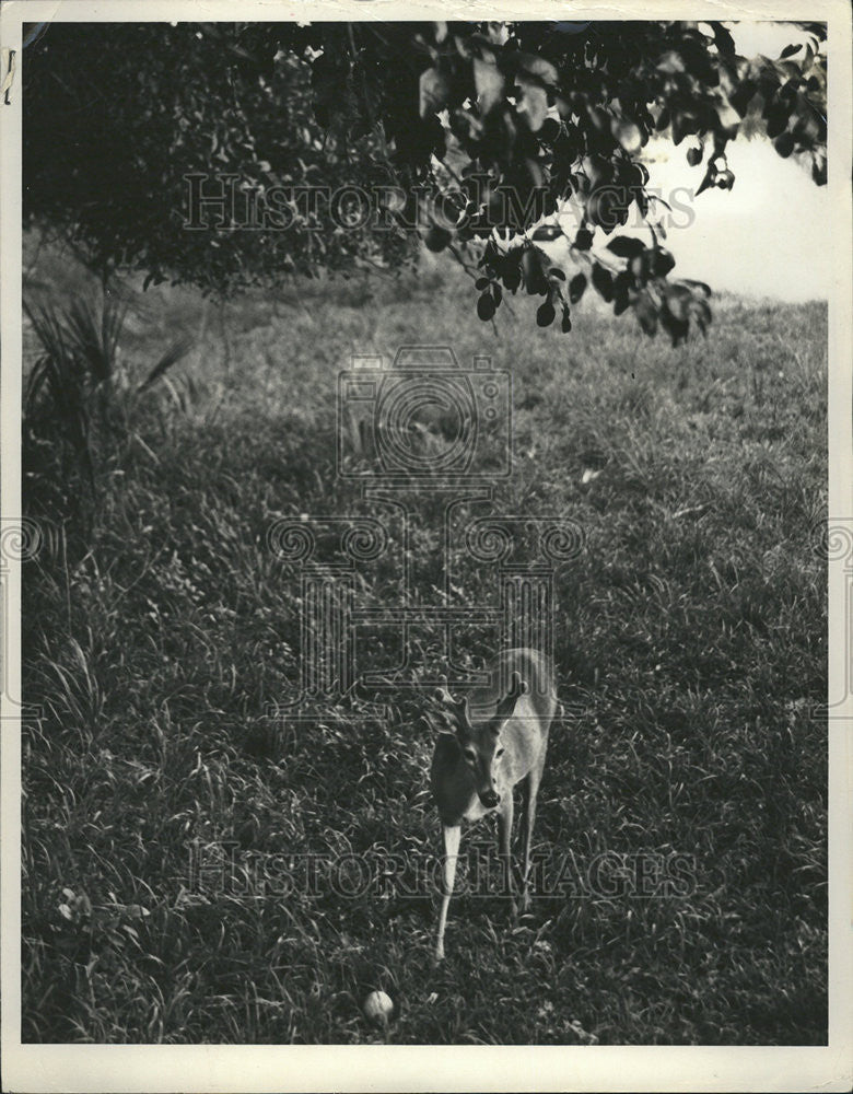 1963 Press Photo HIGHLANDS HAMMOCK STATE PARK SEBRING FLORIDA - Historic Images