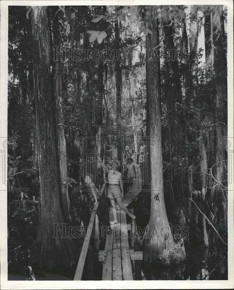 Press Photo  Catwalk Highland State Park Sebring Florida American Hammock - Historic Images