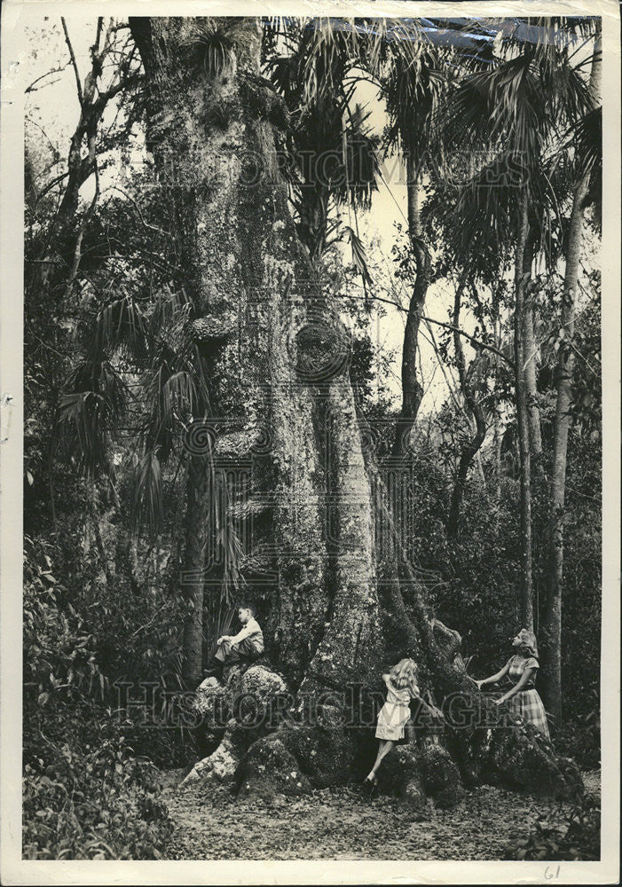 1949 Press Photo Highlands Hammock State Park Florida - Historic Images