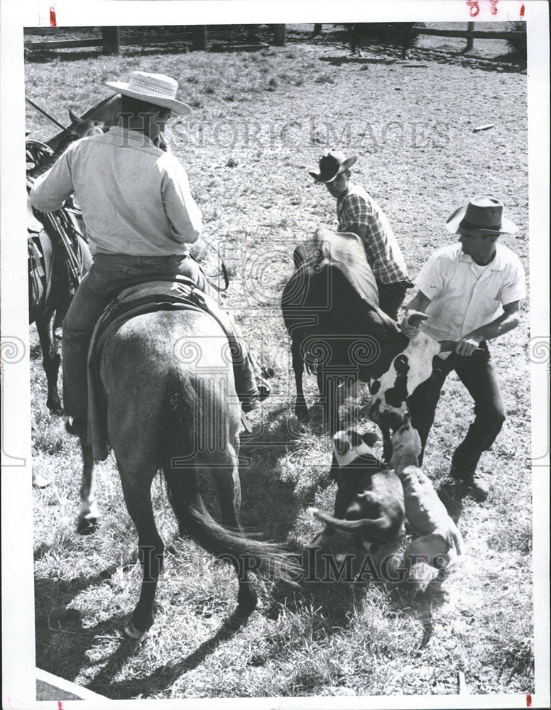 1967 Press Photo CATTLE RANCH - Historic Images