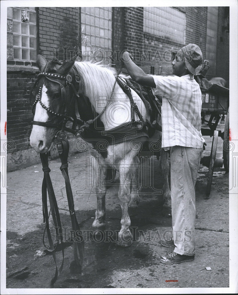 1956 Press Photo DRAFT ANIMALS HORSE - Historic Images