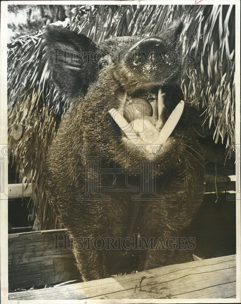 1963 Press Photo Trained Boar at Weeki Wachee Springs - Historic Images