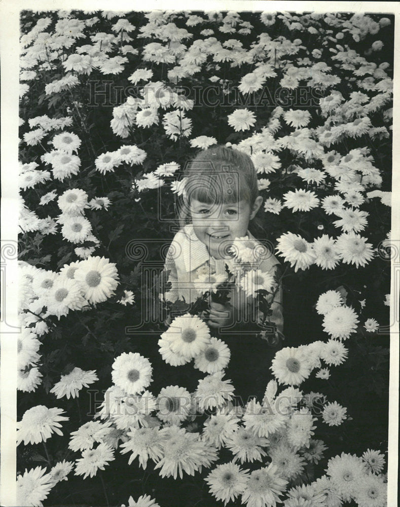 1964 Press Photo Michelle Marie Melone Chrysanthemums Garfield Park Conservatory - Historic Images