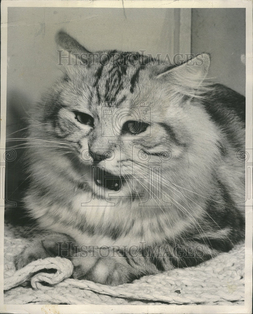 1950 Press Photo Silver Tobie Tabby Laramie Mrs Arno Beack Cat - Historic Images