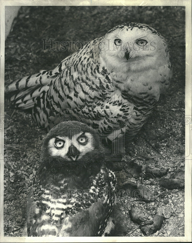 1979 Press Photo Owl Lincoln Park Zoo mother spring Feather Female Lester Fisher - Historic Images