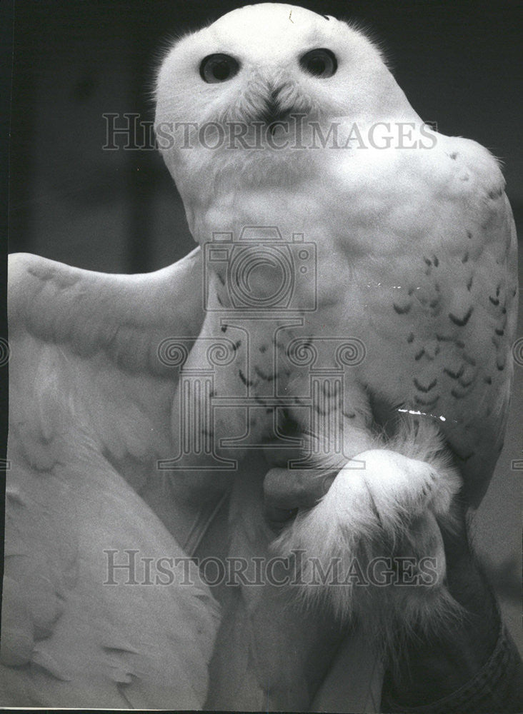 1988 Press Photo Raptor Trust Snowy Owl Wings Millington Leonard Church door - Historic Images