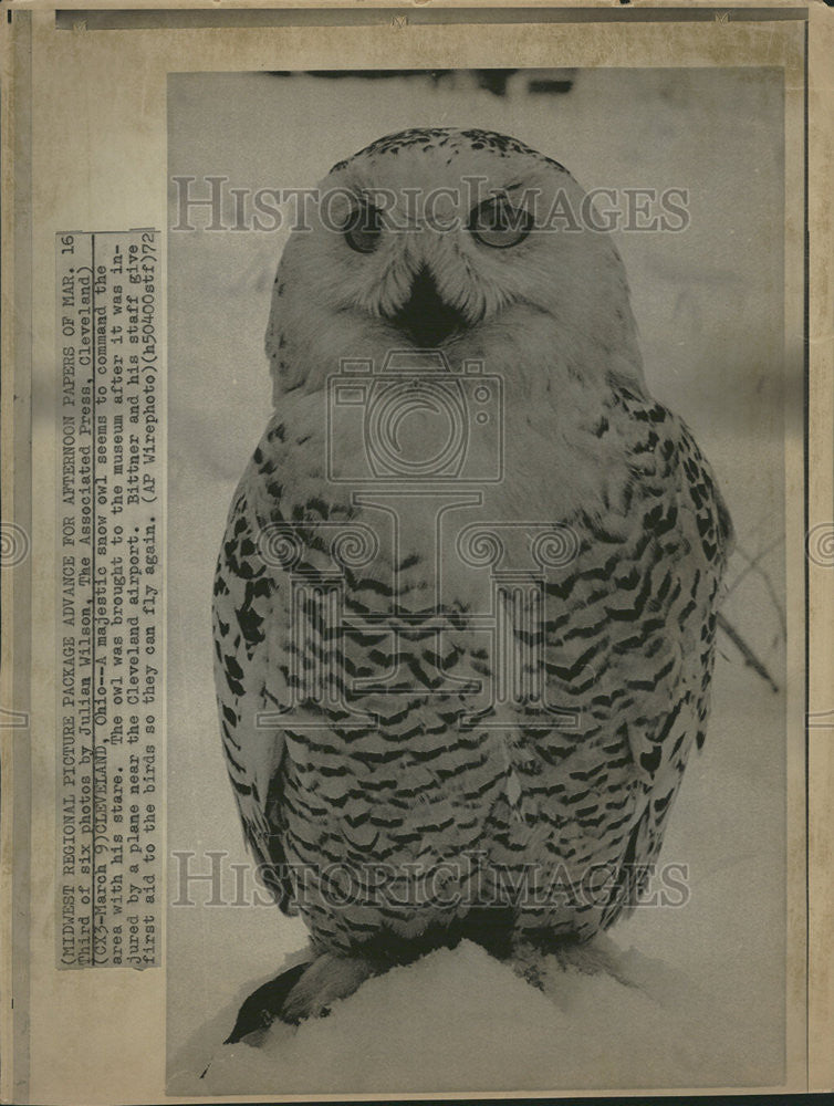 1972 Press Photo Cleveland Ohio Majestic snow owl command stare Julian Wilson - Historic Images