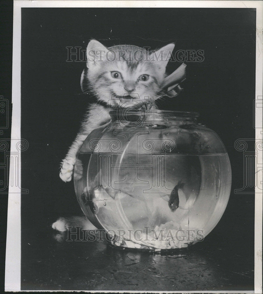 1957 Press Photo A Mouth-Watering Look Lights Up The Face Of Gerry The Cat - Historic Images