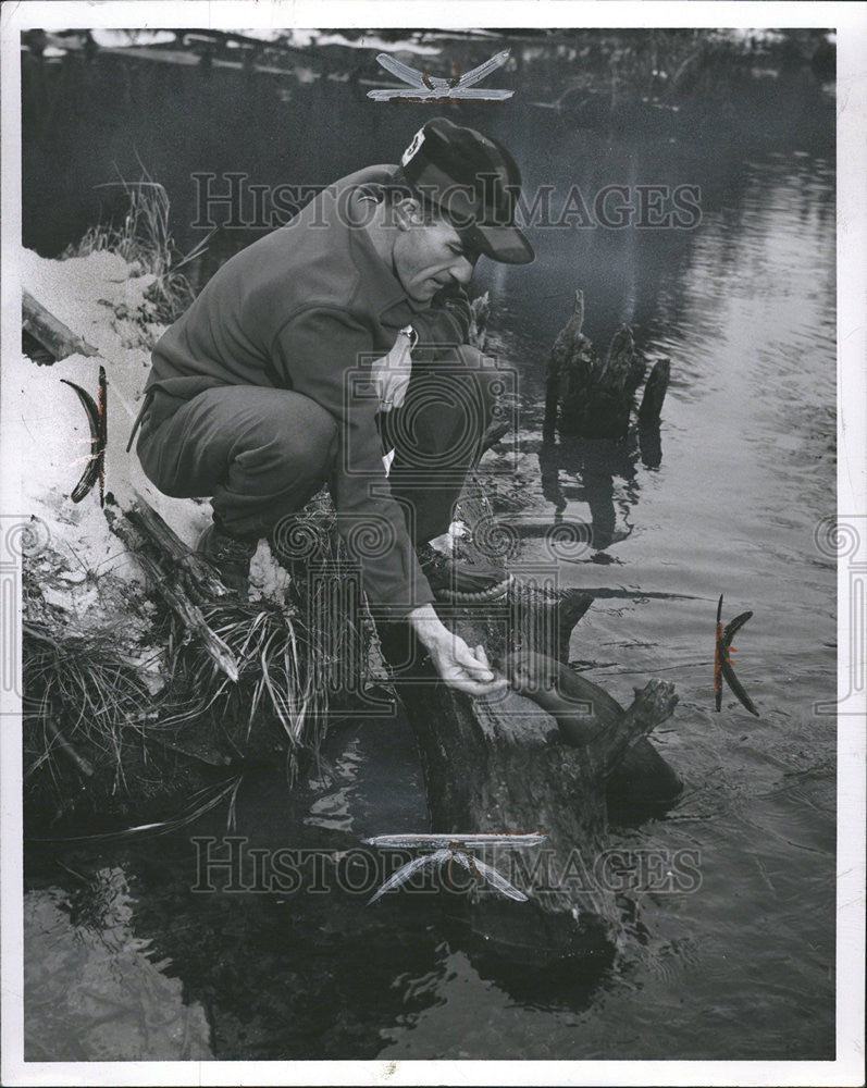 1960 Press Photo Biologist Al Harges Friend Otter Cousins Wildlife Equipment - Historic Images