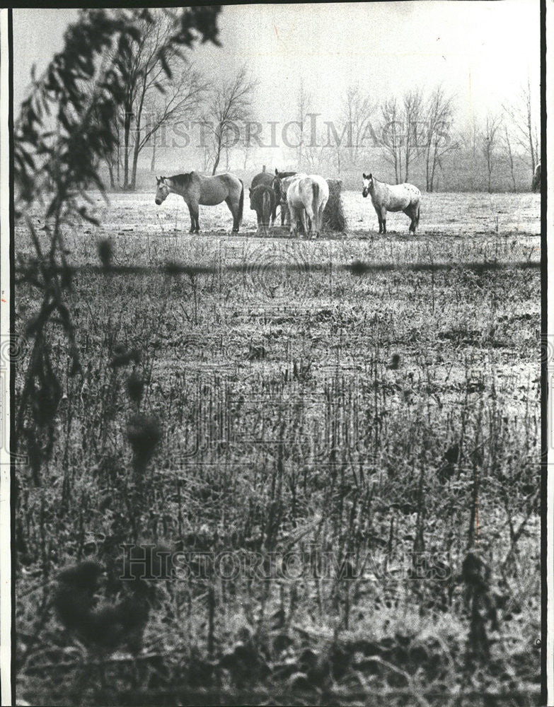 1981 Press Photo Horses On A Cold, Frosty Morning In Michigan - Historic Images