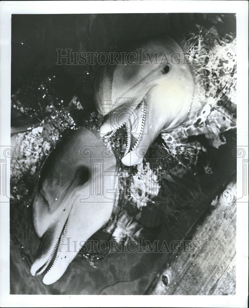 1965 Press Photo Two Playful Dolphins - Historic Images