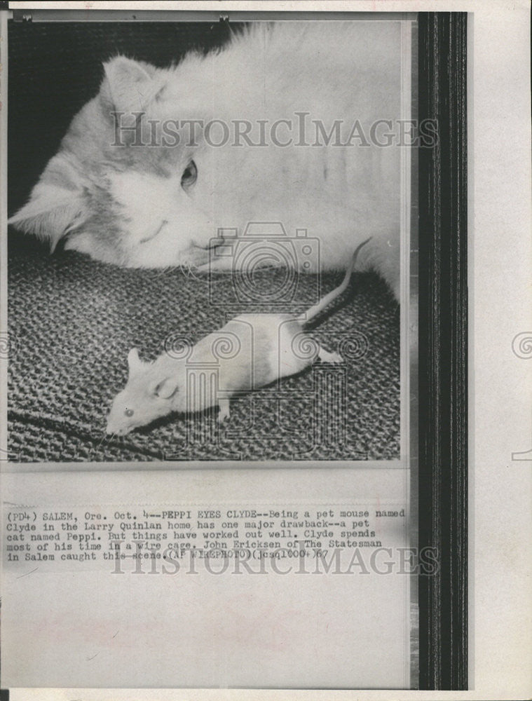 1987 Press Photo Mouse Clyde Cat Peppi Salem Oregon - Historic Images