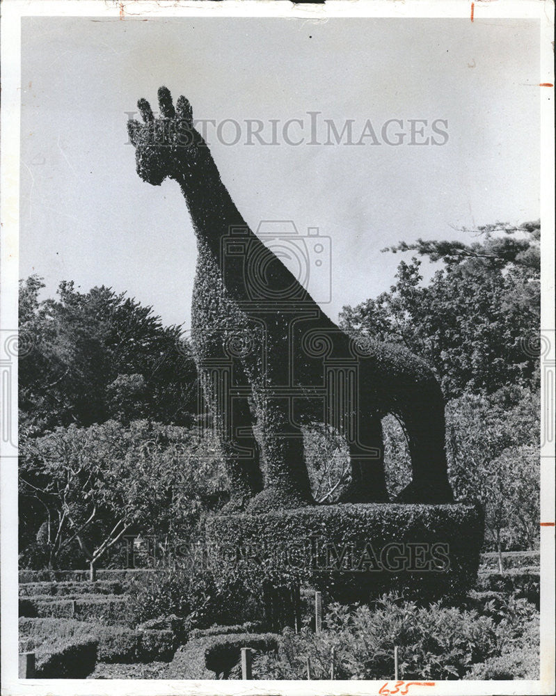 1973 Press Photo Giraffe Sculpted Form Shrubs - Historic Images