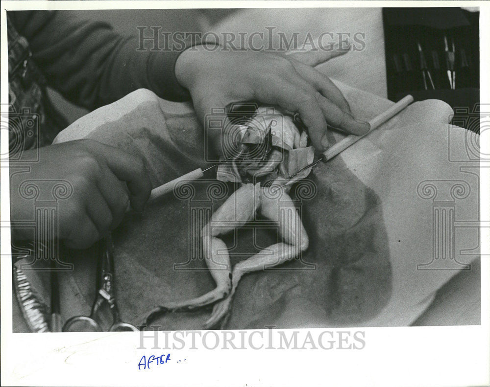 1980 Press Photo Plumb Elementary School Clearwater Frog Cut Joe Walles Snap - Historic Images
