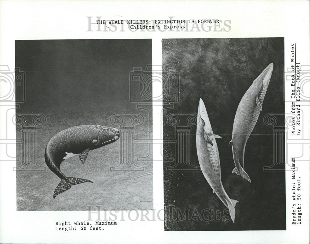 1981 Press Photo Fish Whale Killers - Historic Images