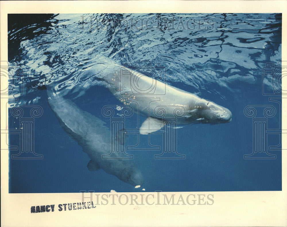 1992 Press Photo Immisyuk Pulji Female Beluga Whale Captivity Three Year Tuesday - Historic Images