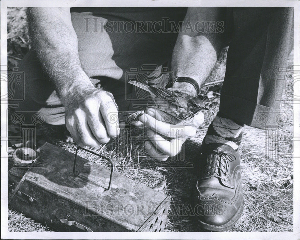 1960 Press Photo Man Nail Hermit Thrush Bird America Migrant Species - Historic Images