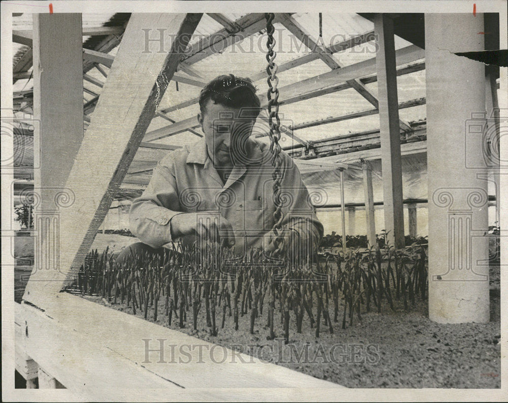 1975 Press Photo Charlie Krumenacker, Aurora City Horticulturalist - Historic Images