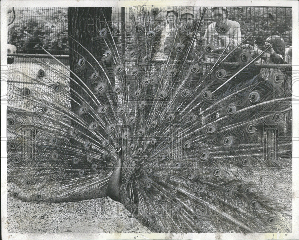 1957 Press Photo Peacock struts colorful glory attract tention Park People Child - Historic Images