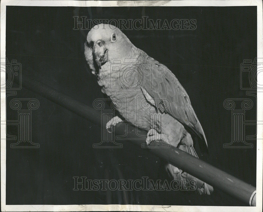 1953 Press Photo Grandma green Parrot Loud Voice Lincoln Chicago Young Star - Historic Images