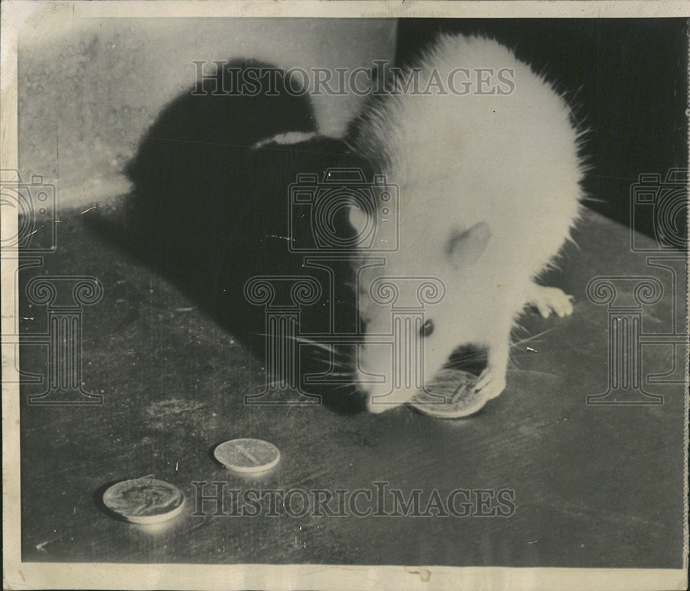 1953 Press Photo Educated Rat Picking Coins - Historic Images