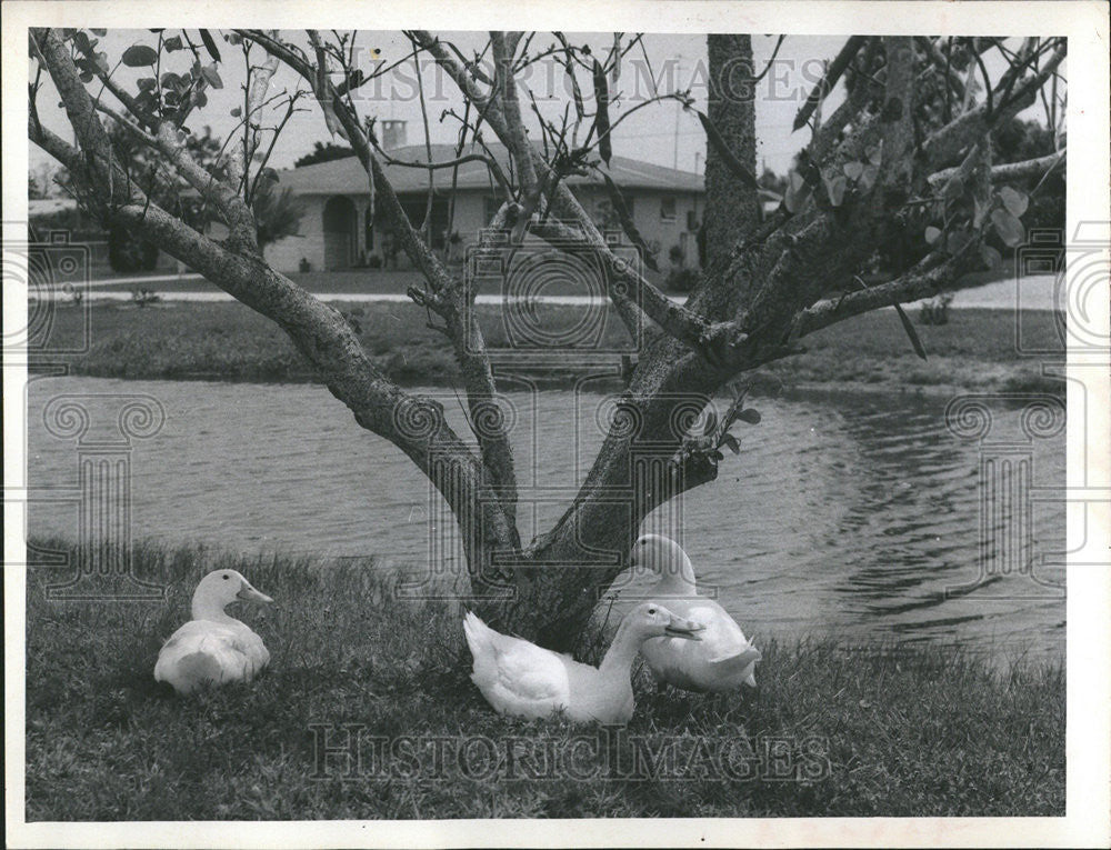 1970 Press Photo White Duck warm winds blow sun angle cool pond tree shade - Historic Images